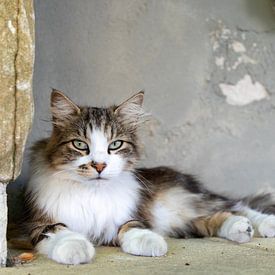 Katteogen kijken je aan, bijzonder mooie kat in la Douce France van Marly De Kok