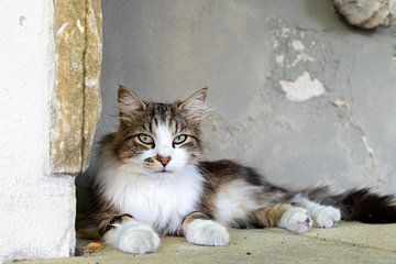 Katteogen kijken je aan, bijzonder mooie kat in la Douce France van Marly De Kok