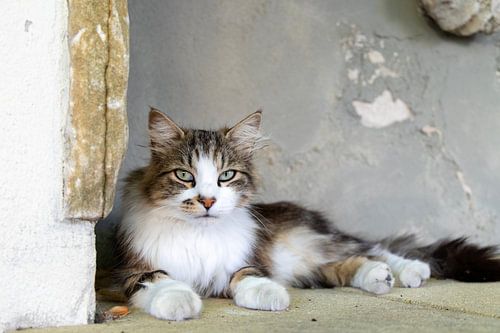 Katteogen kijken je aan, bijzonder mooie kat in la Douce France