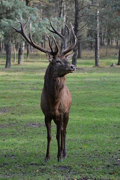 Mannetjes edelhert met groot gewei op de Veluwe