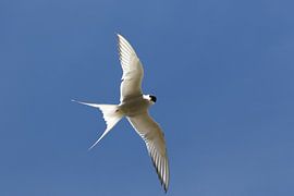 Arctic Tern by Maarten Noort