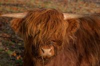 Hooglander