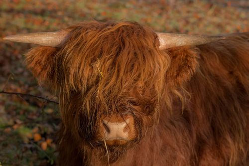 Hooglander in de zon