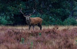 Geweidrager tijdens de hertenbronst van Rina Kommer