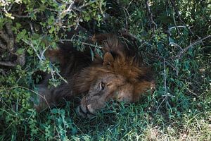 Lion Kenya