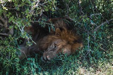 Lion Kenya sur G. van Dijk