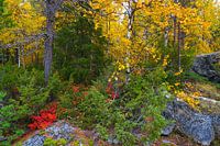 Autumn in Swedish Lapland