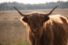 Schottische Highlands von Laura Pronk