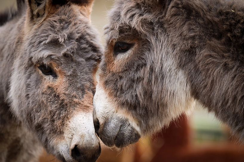 Affection by Tierfotografie.Harz