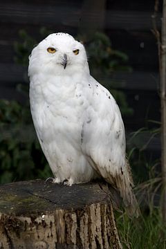 A snowy owl or Bubo scandiacus is known for its white feathers and yellow eyes by W J Kok