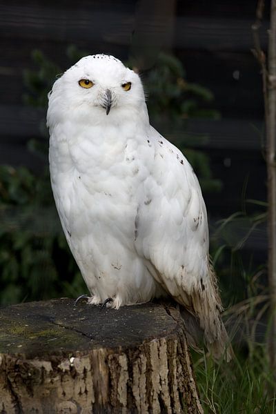 Le harfang des neiges ou Bubo scandiacus est connu pour son plumage blanc et ses yeux jaunes. par W J Kok