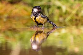 Mésange charbonnière (Parus major)