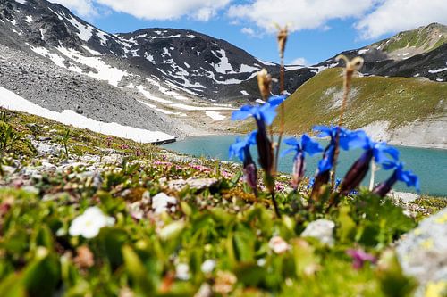 Alpenblumen – farbenprächtige Naturfotografie aus den Bergen. Jetzt Wandbild oder Leinwand kaufen und alpine Blütenvielfalt erleben.