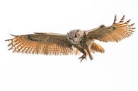Owl by Larissa Rand thumbnail