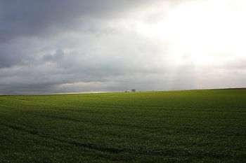 Gloomy day in the field