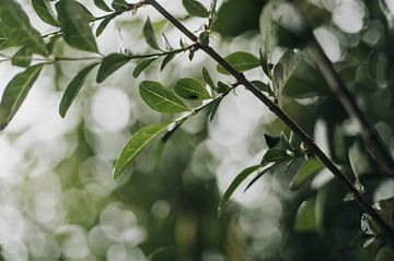 schuilen voor de regen. van wiebesietze