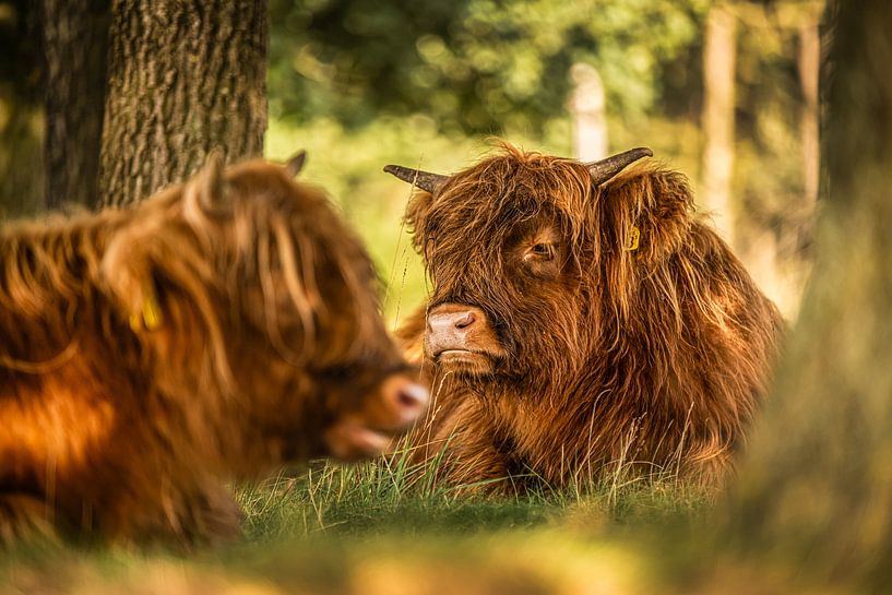 Scottish highlander by Bas Fransen