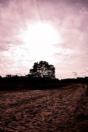 Sunshine & Shadow 1 - Loonse en Drunense Duinen