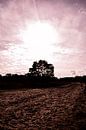 Sunshine & Shadow 1 - Loonse en Drunense Duinen van Deborah de Meijer thumbnail