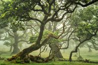 Bos in de mist op Madeira van Martin Podt thumbnail