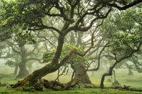 forest on Madeira