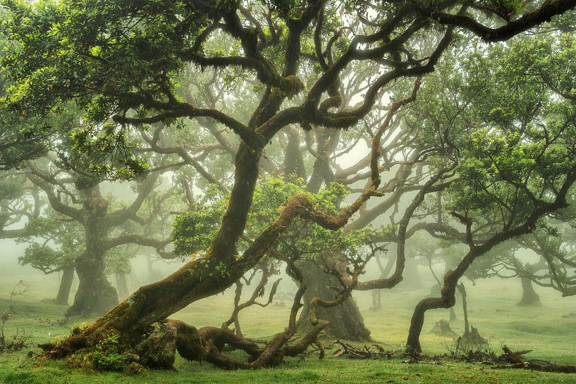 Bos in de mist op Madeira van Martin Podt