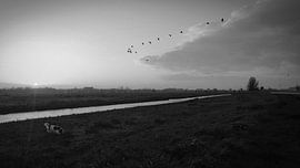 Kooiker-Hund zeigt Gänsen den von Customvince | Vincent Arnoldussen