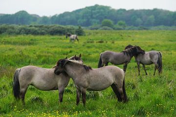 Konik-Pferde im Naturschutzgebiet