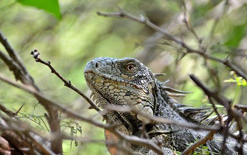 Groene leguaan Grotten van Hato Curaçao