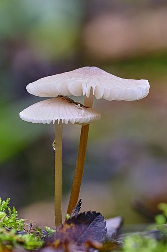 Ein Pilzpärchen im Wald