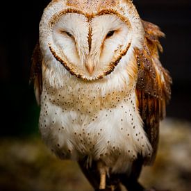 Little Owl van Victor Vogelpoel