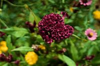 Natural velvet in a Cambodian garden