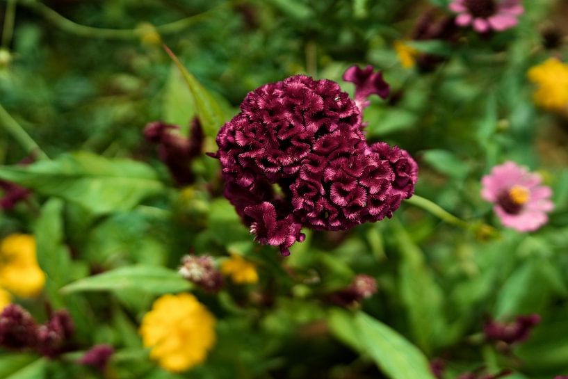 Natürlicher Samt in einem kambodschanischen Garten von Frank Photos