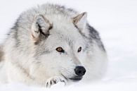 Wolf ( Canis lupus) im Winter, liegt, ruht im Schnee, bernsteinfarbene wunderschöne Augen, helles Fe von wunderbare Erde Miniaturansicht