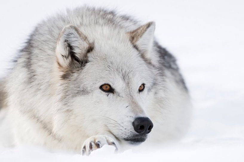 Wolf ( Canis lupus) im Winter, liegt, ruht im Schnee, bernsteinfarbene wunderschöne Augen, helles Fe von wunderbare Erde