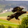 Een nog jonge Stellers zeearend, een magische vogel in de vlucht van noeky1980 photography