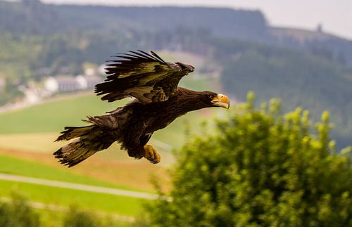 Een nog jonge Stellers zeearend, een magische vogel in de vlucht