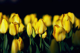 Yellow Tulips Lit Against the Dark by Skye Studio