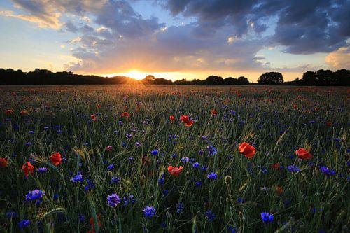 Klaprozenveld. sur Patrick Brouwers