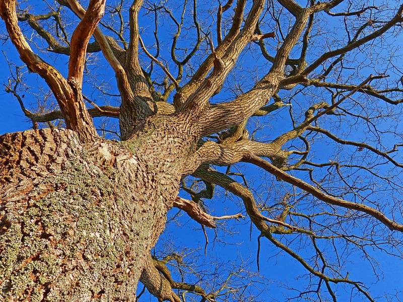 Sky High (Tree against blue sky) by Caroline Lichthart