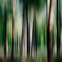 Forest impression