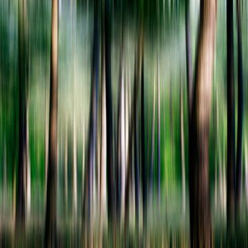 Eindruck des Waldes