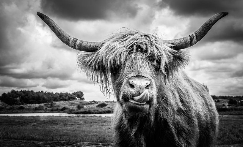 Highlander écossais par Joost Lagerweij