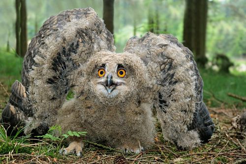 Oehoe jong in dreighouding