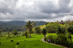 Vrouwen lopen naar huis tussen groene rijstvelden op het eiland Bali