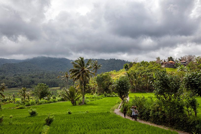 Des femmes rentrent chez elles à pied entre des rizières vertes sur l'île de Bali par Tjeerd Kruse