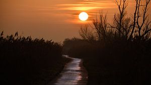 Sonnenuntergang auf den Oostvaardersplassen von Marcel Versteeg