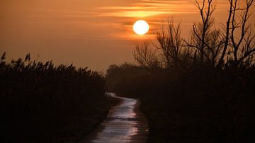 Sonnenuntergang auf den Oostvaardersplassen von Marcel Versteeg