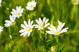 Weiße Stellaria-Blüte in Grün