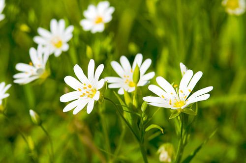 Witte stellaria bloem in groen
